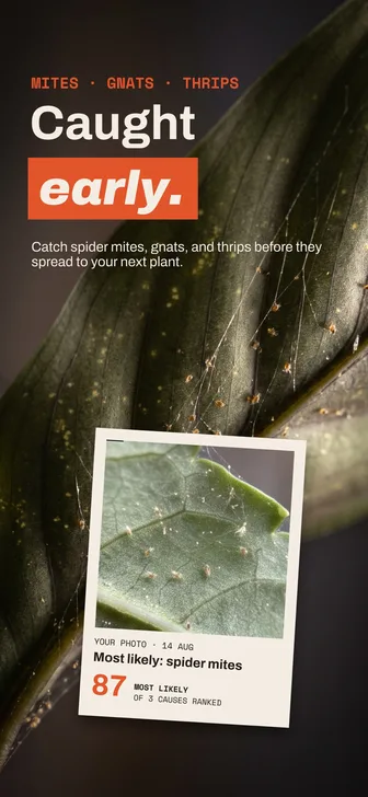 Houseplant SOS: caught early